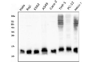 Western blot analysis of Thioredoxin 2/TXN2 using anti-Thioredoxin 2/TXN2 antibody (ABIN7602149).