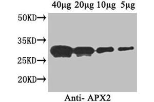 Western Blot Positive WB detected in: Arabidopsis thaliana (40 μg, 20 μg, 10 μg, 5 μg) All lanes: APX2 antibody at 1 μg/mL Secondary Goat polyclonal to rabbit IgG at 1/50000 dilution Predicted band size: 29 kDa Observed band size: 29 kDa (L-Ascorbate Peroxidase 2 (APX2) (AA 4-250) 抗体)