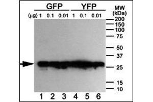 Western blot analysis of anti-GFP Mab ABIN387749 using purified GFP, YFP and BFP proteins expressed in bacteria: Both GFP (Lanes 1-3) and YFP (Lanes 4-6) but not BFP (data not shown) were detected using the purified Mab. (GFP Tag 抗体)