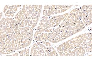Immunohistochemistry (IHC) image for anti-C-Fos Induced Growth Factor (Vascular Endothelial Growth Factor D) (Figf) (AA 89-354) antibody (ABIN7431200)