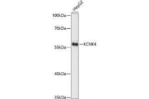 Western blot analysis of extracts of HepG2 cells using KCNK4 Polyclonal Antibody at dilution of 1:1000. (KCNK4 抗体)