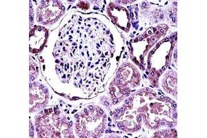 BMP7 antibody immunohistochemistry analysis in formalin fixed and paraffin embedded human kidney tissue. (BMP7 抗体  (AA 280-309))