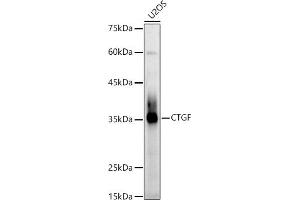 Western blot analysis of extracts of U2OS cells, using CTGF Rabbit pAb antibody (ABIN6127717, ABIN6139188, ABIN6139191 and ABIN6215222) at 1:1000 dilution. (CTGF 抗体  (AA 27-349))