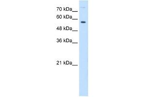 BTN1A1 antibody used at 0. (BTN1A1 抗体  (N-Term))