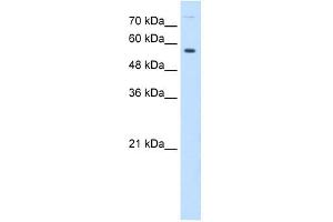 BTN1A1 antibody used at 0.