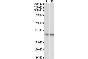 ABIN5872058 (0. (MGLL 抗体)