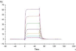 Human NKp30, hFc Tag captured on CM5 Chip via Protein A can bind Cynomolgus B7-H6, His Tag with an affinity constant of 0.