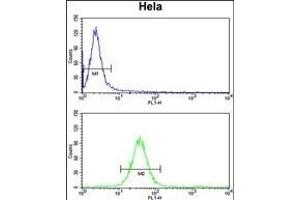 MOSC2 Antibody (C-term) (ABIN652632 and ABIN2842422) flow cytometry analysis of Hela cells (bottom histogram) compared to a negative control cell (top histogram). (MARC2 抗体  (C-Term))