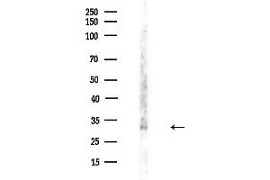anti-Eukaryotic Translation Initiation Factor 3 Subunit J (EIF3S1) (Internal Region) antibody