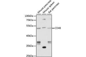 Western blot analysis of extracts of various cell lines, using CD48 antibody (ABIN7266205) at 1:1000 dilution. (CD48 抗体  (AA 45-210))