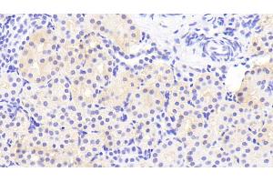 Detection of DEFb1 in Porcine Kidney Tissue using Polyclonal Antibody to Defensin Beta 1 (DEFb1) (beta Defensin 1 抗体  (AA 24-64))