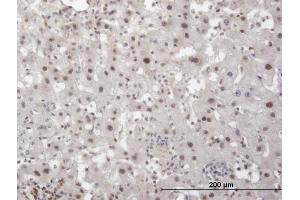 Immunoperoxidase of monoclonal antibody to TRIM28 on formalin-fixed paraffin-embedded human liver. (KAP1 抗体  (AA 379-524))