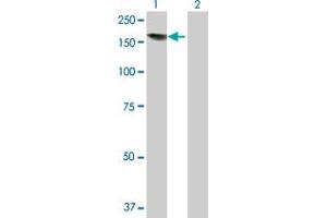 Western Blot analysis of EDC4 expression in transfected 293T cell line by EDC4 MaxPab polyclonal antibody. (EDC4 抗体  (AA 1-1401))