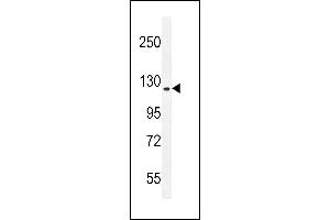 RUTBC1 Antibody (C-term) (ABIN655520 and ABIN2845034) western blot analysis in mouse NIH-3T3 cell line lysates (35 μg/lane). (SGSM2 抗体  (C-Term))