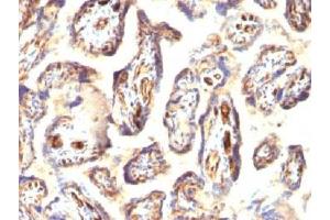 IHC testing of FFPE human placenta with Podocalyxin antibody (PODXL 抗体  (Extracellular Domain))