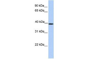 WB Suggested Anti-SERPINA5 Antibody Titration: 0.