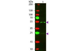 Western Blotting (WB) image for Donkey anti-Goat IgG (Heavy & Light Chain) antibody (Texas Red (TR)) - Preadsorbed (ABIN101192)