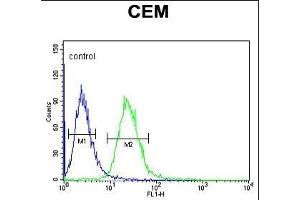 EDIL3 Antibody (Center) (ABIN652953 and ABIN2842608) flow cytometric analysis of CEM cells (right histogram) compared to a negative control cell (left histogram). (EDIL3 抗体  (AA 337-365))