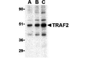 Western Blotting (WB) image for anti-TNF Receptor-Associated Factor 2 (TRAF2) (C-Term) antibody (ABIN1030764) (TRAF2 抗体  (C-Term))