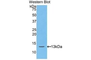 Detection of Recombinant Hepc, Human using Polyclonal Antibody to Hepcidin (Hepc) (Hepcidin 抗体  (AA 25-84))
