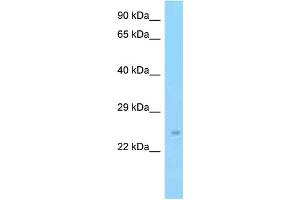 WB Suggested Anti-Slc9a3r2 Antibody Titration: 1. (SLC9A3R2 抗体  (C-Term))