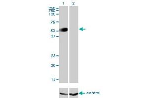 Western blot analysis of GATA2 over-expressed 293 cell line, cotransfected with GATA2 Validated Chimera RNAi (Lane 2) or non-transfected control (Lane 1). (GATA2 抗体  (AA 1-102))