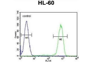 CASP12 Antibody (Center) flow cytometric analysis of HL-60 cells (right histogram) compared to a negative control cell (left histogram). (Caspase 12 抗体  (Middle Region))