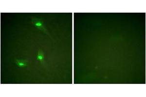 Immunofluorescence analysis of HeLa cells, using GTPase Activating Protein (Phospho-Ser387) Antibody. (RACGAP1 抗体  (pSer387))