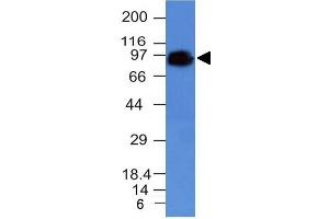 Image no. 1 for anti-CD44 Standard (CD44s) antibody (ABIN6151590) (CD44 Standard 抗体)