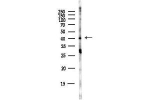 anti-G Protein-Coupled Receptor 25 (GPR25) (Internal Region) antibody
