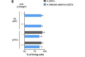 icSARS-CoV-2-mNG-infected A549-ACE2 were cultured alone (no pDC) or cocultured with pDCs in the presence or absence of anti-αLintegrin blocking antibody for 48 hours. (ITGAL 抗体)