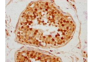 IHC image of ABIN7172695 diluted at 1:300 and staining in paraffin-embedded human testis tissue performed on a Leica BondTM system. (TAF7L 抗体  (AA 1-98))