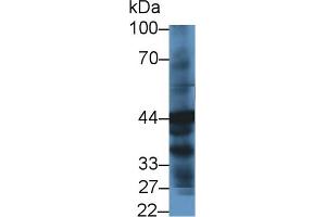 Western Blot; Sample: Human Liver lysate; ;Primary Ab: 1µg/ml Rabbit Anti-Human HPD Antibody;Second Ab: 0. (HPD 抗体  (AA 2-393))