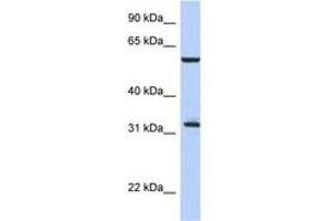 Image no. 1 for anti-Cell Division Cycle 34 (CDC34) (C-Term) antibody (ABIN6744356) (CDC34 抗体  (C-Term))