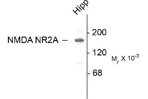 Western blots of 10 ug of rat hippocampal (Hipp) lysate showing specific immunolabeling of the ~180k NR2A subunit of the NMDA receptor. (NMDAR2A 抗体  (C-Term))