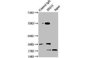 Immunoprecipitating ISG15 in Hela whole cell lysate Lane 1: Rabbit control IgG instead of ABIN7174558 in Hela whole cell lysate. (ISG15 抗体  (AA 2-157))