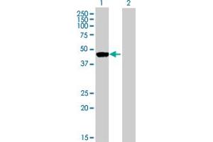 Western Blot analysis of RNH1 expression in transfected 293T cell line by RNH1 MaxPab polyclonal antibody. (RNH1 抗体  (AA 1-461))