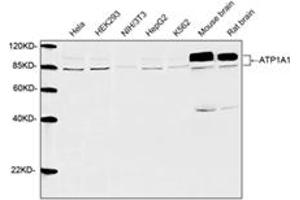 Western blot analysis of cell and tissue lysates using 1 µg/mL Rabbit Anti-ATP1A1 Polyclonal Antibody (ABIN398982) The signal was developed with IRDyeTM 800 Conjugated Goat Anti-Rabbit IgG. (ATP1A1 抗体  (AA 800-850))