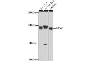 Western blot analysis of extracts of various cell lines, using PROX1 Rabbit mAb (ABIN7269571) at 1:1000 dilution. (PROX1 抗体)