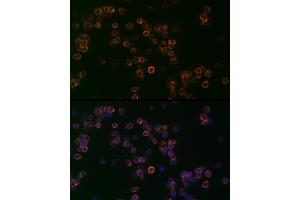 Immunofluorescence analysis of Jurkat cells using CD99 Rabbit pAb (ABIN3022730, ABIN3022731, ABIN3022732, ABIN1512728 and ABIN6219199) at dilution of 1:25 (40x lens). (CD99 抗体  (AA 23-185))