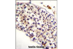 HAUS3 Antibody immunohistochemistry analysis in formalin fixed and paraffin embedded human testis tissue followed by peroxidase conjugation of the secondary antibody and DAB staining. (HAUS3 抗体  (AA 372-400))