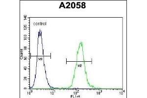 WDR21C Antibody (N-term) (ABIN654576 and ABIN2844279) flow cytometric analysis of  cells (right histogram) compared to a negative control cell (left histogram). (DCAF4L2 抗体  (N-Term))