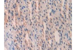 Immunohistochemistry (IHC) image for anti-Interleukin 18 (IL18) (AA 37-194) antibody (ABIN7429634)