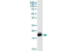 IFITM3 MaxPab rabbit polyclonal antibody. (IFITM3 抗体  (AA 1-133))