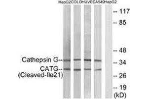 Western blot analysis of extracts from HepG2/COLO/HuvEc/A549 cells, using CATG (Cleaved-Ile21) Antibody. (Cathepsin G 抗体  (Cleaved-Ile21))