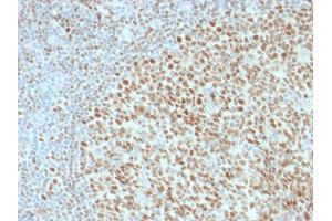 Immunohistochemistry (IHC) image for anti-POU domain, class 2, transcription factor 2 (POU2F2) (AA 112-297) antibody (ABIN6940358)