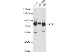 Western blot analysis of extracts of various cell lines, using ZFP64 antibody (ABIN7271513) at 1:1000 dilution. (ZFP64 抗体  (AA 1-170))