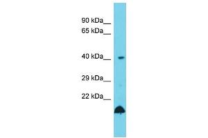 Host: Rabbit  Target Name: Ube2z  Sample Tissue: Rat Testis lysates  Antibody Dilution: 1. (UBE2Z 抗体  (C-Term))