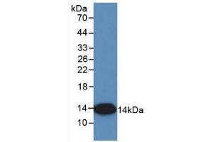 Detection of Recombinant IL8, Simian using Monoclonal Antibody to Interleukin 8 (IL8) (IL-8 抗体  (AA 23-101))