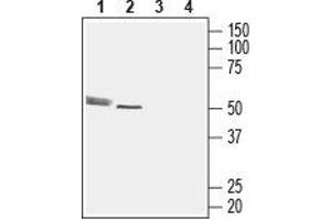 Western blot analysis of rat cerebellum lysate (lanes 1 and 3) and rat heart membrane (lanes 2 and 4): - 1,2. (CMKLR1 抗体  (2nd Extracellular Loop))